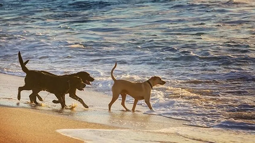 Cada vez hay más playas en España que admiten perros. (Foto: Envato)