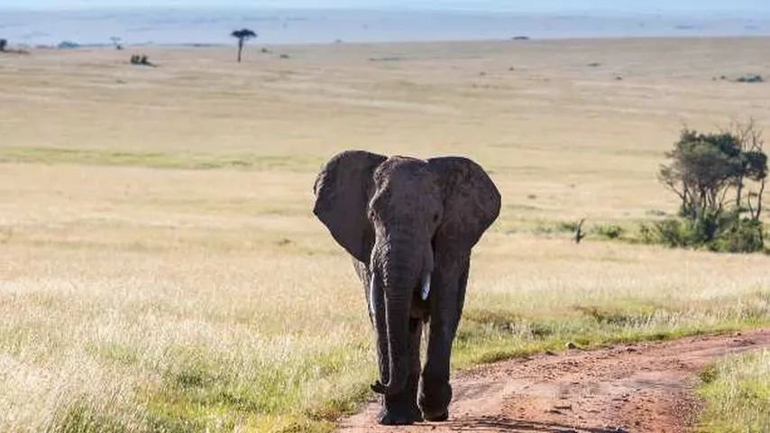 Qué debes saber para visitar el parque nacional de Kruger. (Foto: Freepik)